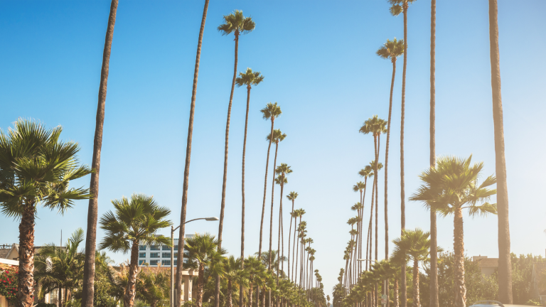 Tall palm trees lining a sunny street in Los Angeles, California